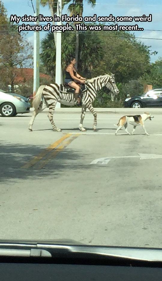 meanwhile in florida meme - My sister lives in Florida and sends some weird pictures of people. This was most recent..