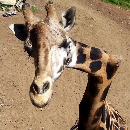 giraffe santa barbara zoo