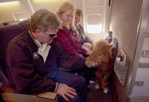 Passengers are allowed a small animal on flights if the animal is for comfort. Most Emotional Support Animals are dogs and cats, however, this therapy can also include parrots, horses, lizards, and monkeys.