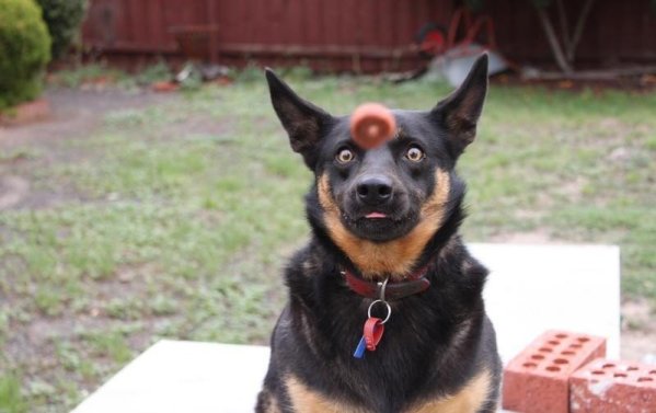 #8 Eyes on the Ball!   This dog teaches how to concentrate on thing!
