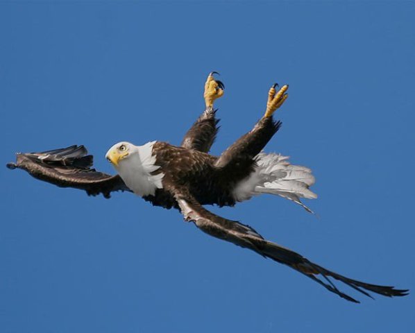 #19 Mid Air Flip!   This eagle likes to fly upside down for fun!