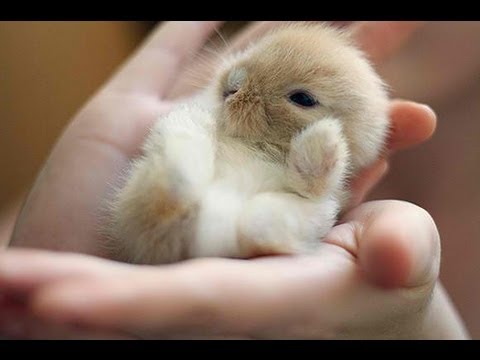 Baby Animals: Cuteness Overload
