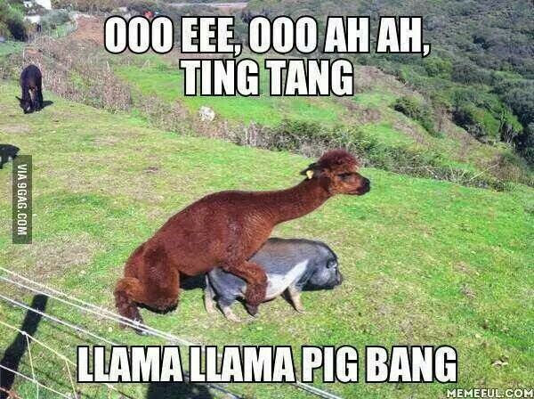 Funny meme of that famous rhyme and picture of llama banging a pig