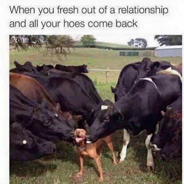 Funny picture of dog getting licks from cows as how it feels when you are fresh out of a relationship and your hoes come back