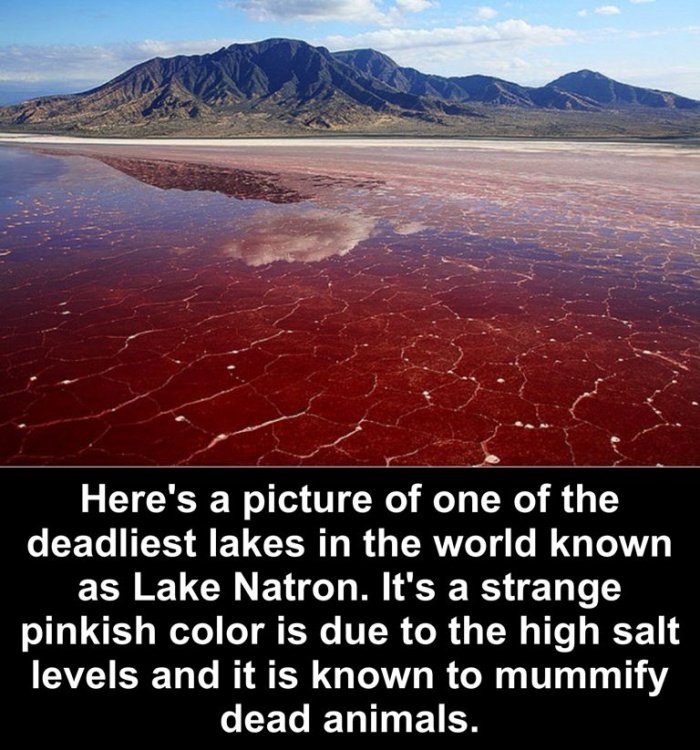 water resources - Here's a picture of one of the deadliest lakes in the world known as Lake Natron. It's a strange pinkish color is due to the high salt levels and it is known to mummify dead animals.