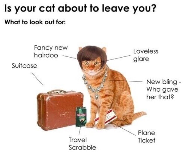your cat about to leave you - Is your cat about to leave you? What to look out for Fancy new hairdoo Suitcase Loveless glare New bling Who gave her that? Plane Ticket Travel Scrabble