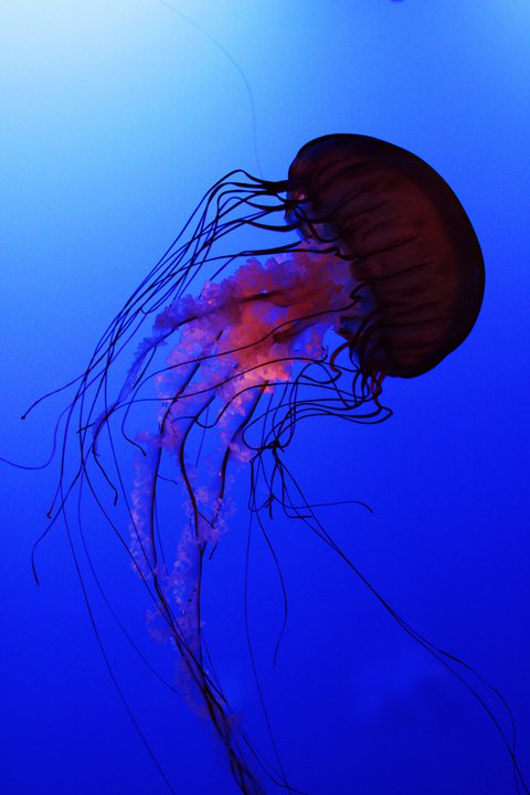 Vancouver aquarium  Jellyfish, Jason Kenzie, photographer, photography, The Photo Warrior