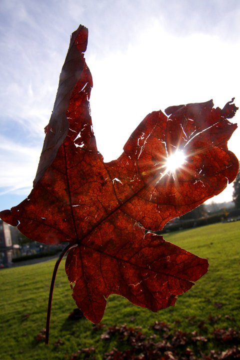 Vancouver, Jason Kenzie, photographer, photography, The Photo Warrior, Leaf, Sunset