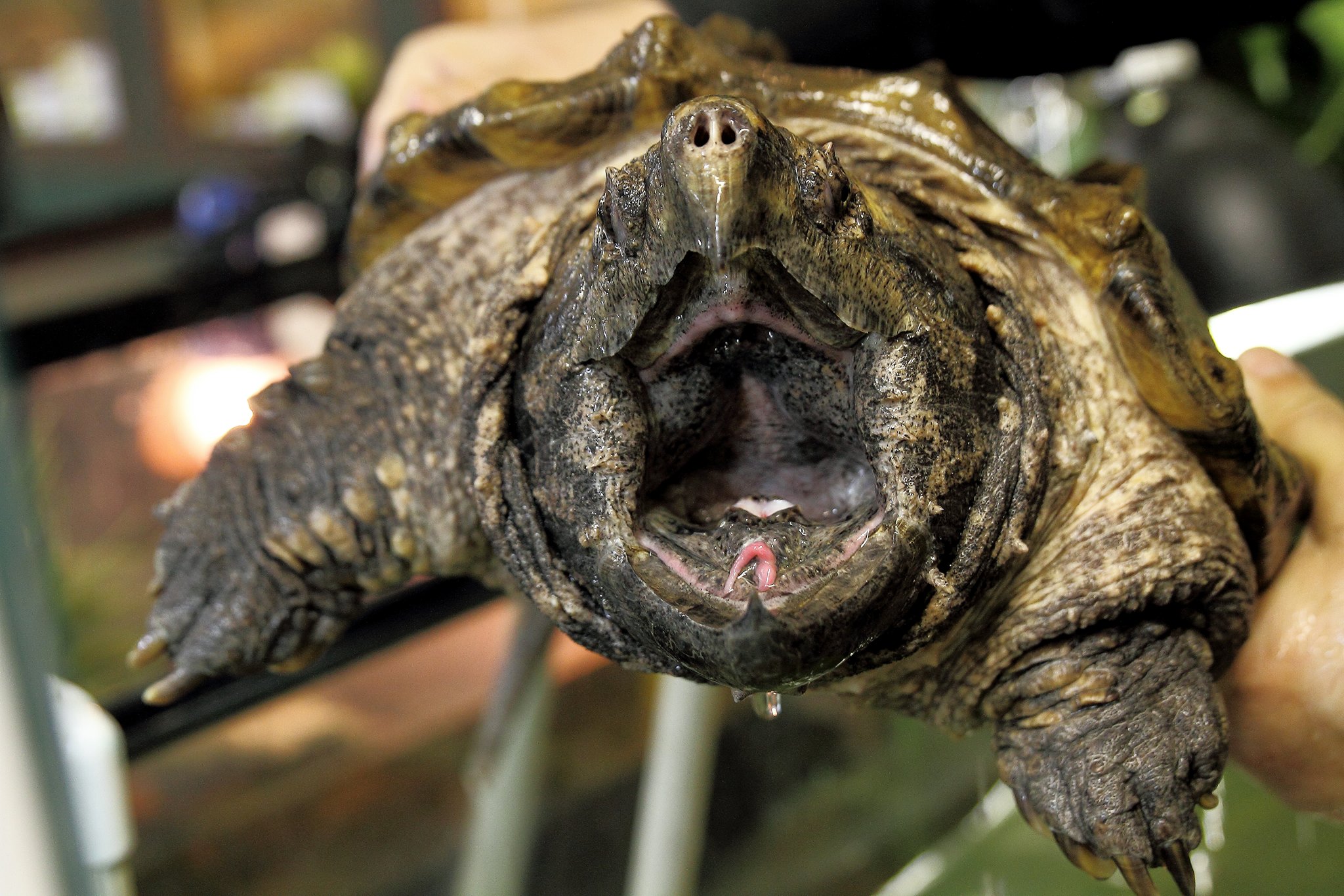 Vancouver, Jason Kenzie, photographer, photography, The Photo Warrior, Snapping Turtle
www.lifethroughmylens.ca