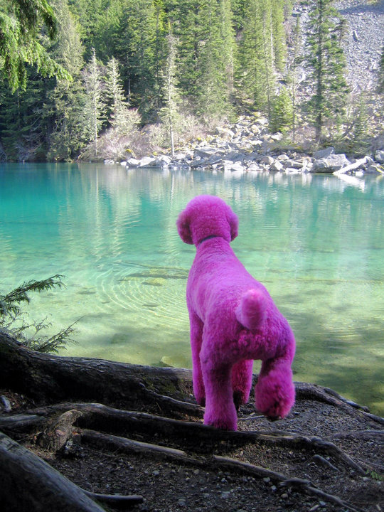 Pink poodle, wilderness, Vancouver, Jason Kenzie, photographer, photography, The Photo Warrior
www.lifethroughmylens.ca