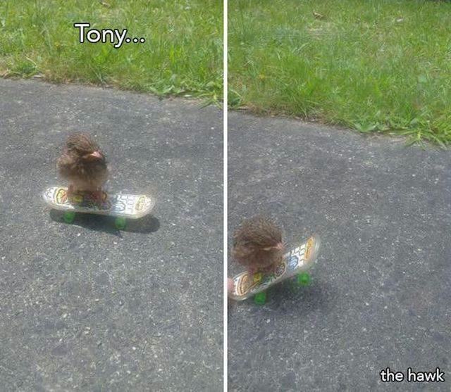 pun tony the hawk - Tony... El the hawk