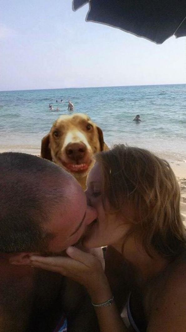 couple kissing photoshop third wheel dog
