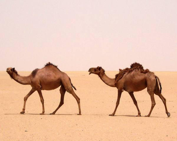 A member of the staff at Loews Ventana Canyon Resort in Arizona actually helped a guest buy two camels. She was on her first month at the job and located a nearby dealer for him. However, when the camels arrived, apparently they were the wrong kind.