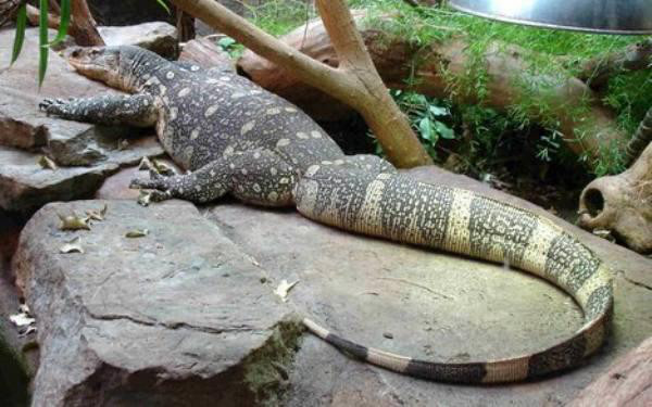 Another guest staying at the Lowestoft Travelodge asked if the pet policy covered his animal- a 6ft monitor lizard.