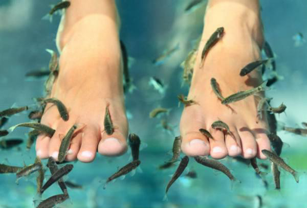 Stephen Davies of the Culloden House hotel in Scotland said they had a woman request a pedicure with fish that nibbled the hard skin around her toes.