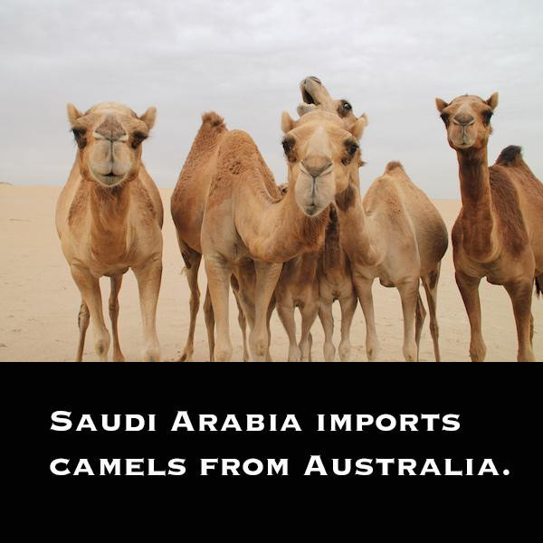 Most of the camels shipped are for meat-consumption.
