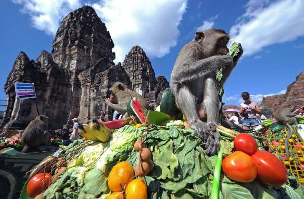 Monkey Buffet Festival:
Top chefs come together to prepare a buffet of fruits and vegetables for the local monkey population.