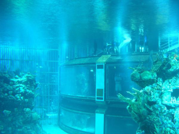 The aquarium in “The Seas” is so large that the “Spaceship Earth” sphere can fit inside it.