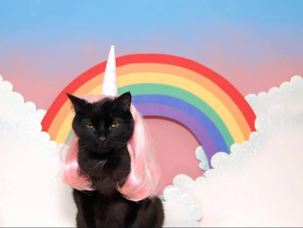 World’s Most Super Amazing 100% Awesome Cat Calendar:
The pitch was simple: ‘Do you enjoy photos of cats dressed up as magical creatures? Yes? Then we have something for you.’ Over 1,000 backers put up $25,183 to bring this magic to life.