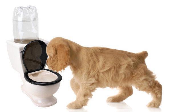 Toilet Bowl Dog and Cat Fountain – $21: This hilarious conversation piece will sure be a puppy pleaser as well as a crowd pleaser. This will keep your pet well hydrated as you fill any 2 liter bottle and invert it into the back of the tank as gravity pulls fresh water into the 6-Ounce bowl as needed.