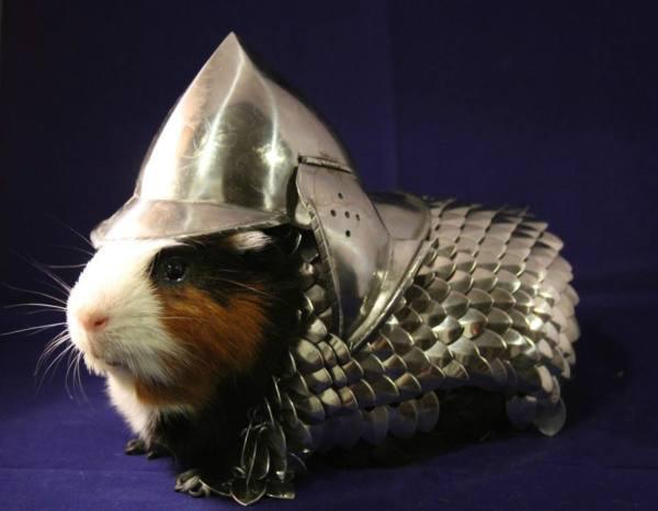 A suit of armor for a guinea pig- $1,150
