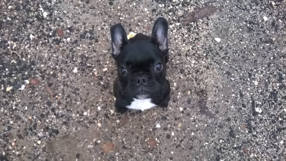 Cute frenchie