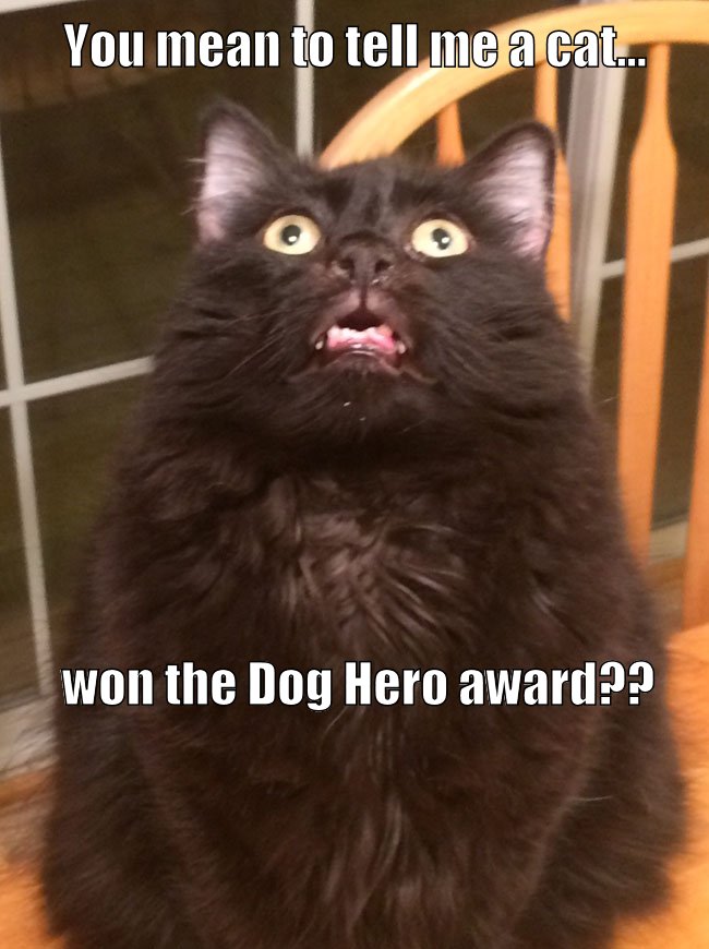 Dog Hero Award Won By Cat