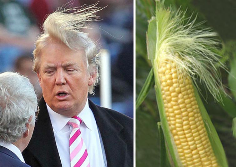 trump meme of corn donald trump hair