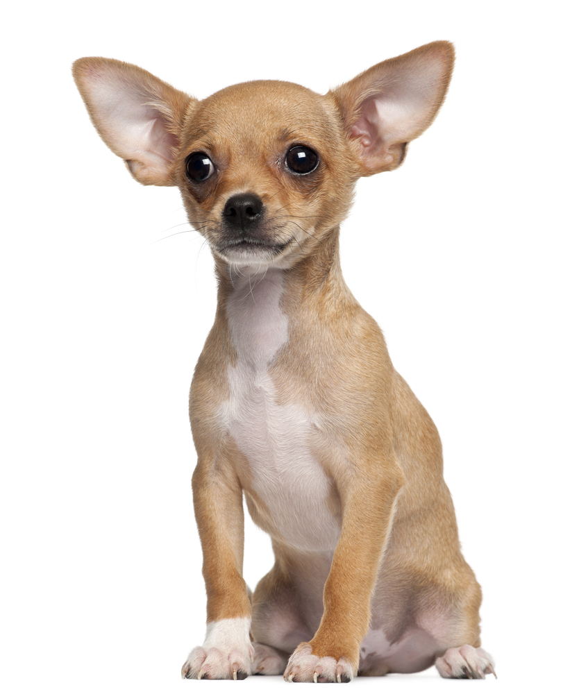 A Chihuahua