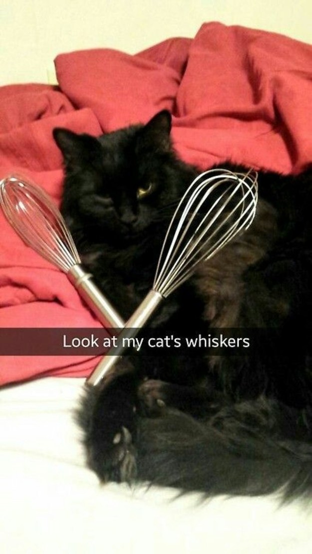 puns for snapchat - Look at my cat's whiskers