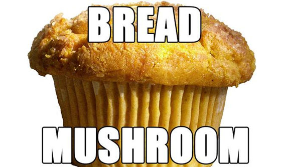 muffin - Bread Mushroom