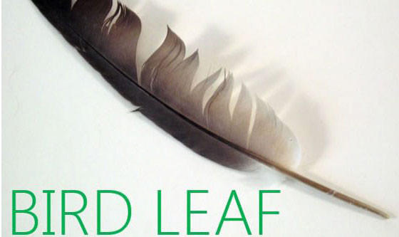 NYSE:MMP - Bird Leaf