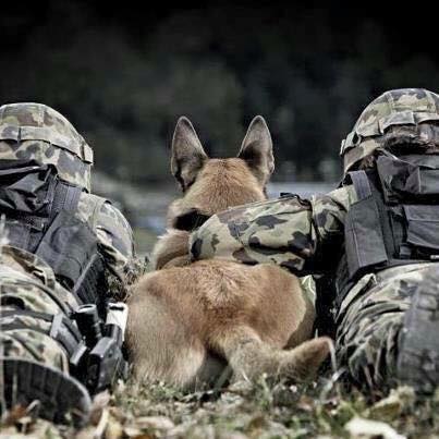 24 Heroic Military Dogs