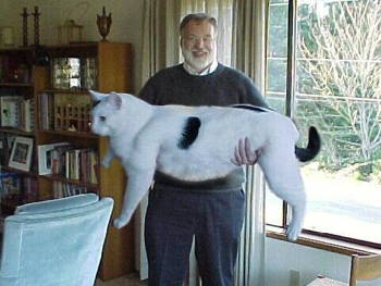 Claim: 'Snowball' is an 87-pound cat owned by Rodger Degagne of Ottawa, Canada who adopted the cat's mother after finding her abandoned near a Canadian nuclear lab. Snowball was a normal-sized kitten at birth, but just kept growing!