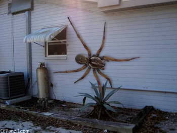 Claim: An "Angolan Witch Spider" spotted crawling on the side of a house in Texas. It took several gun shots to kill it.