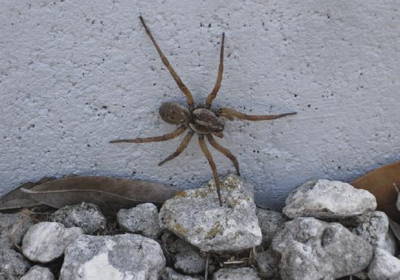 Reality: The image is the creation of artist/photographer Paul Santa Maria who took a photo of a normal-sized wolf spider outside his Florida home and used Photoshop to expand it to gigantic proportions. "Angolan Witch Spider" is a creative name, but there is no such species in reality. 