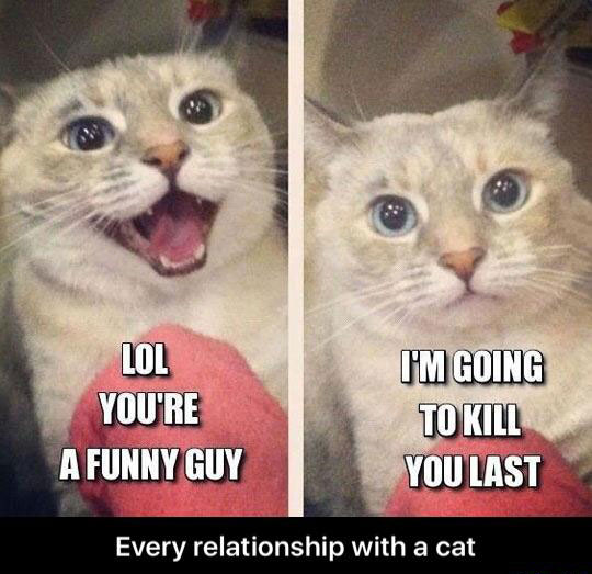 cat kill you last meme - Lol You'Re A Funny Guy I'M Going To Kill You Last Every relationship with a cat