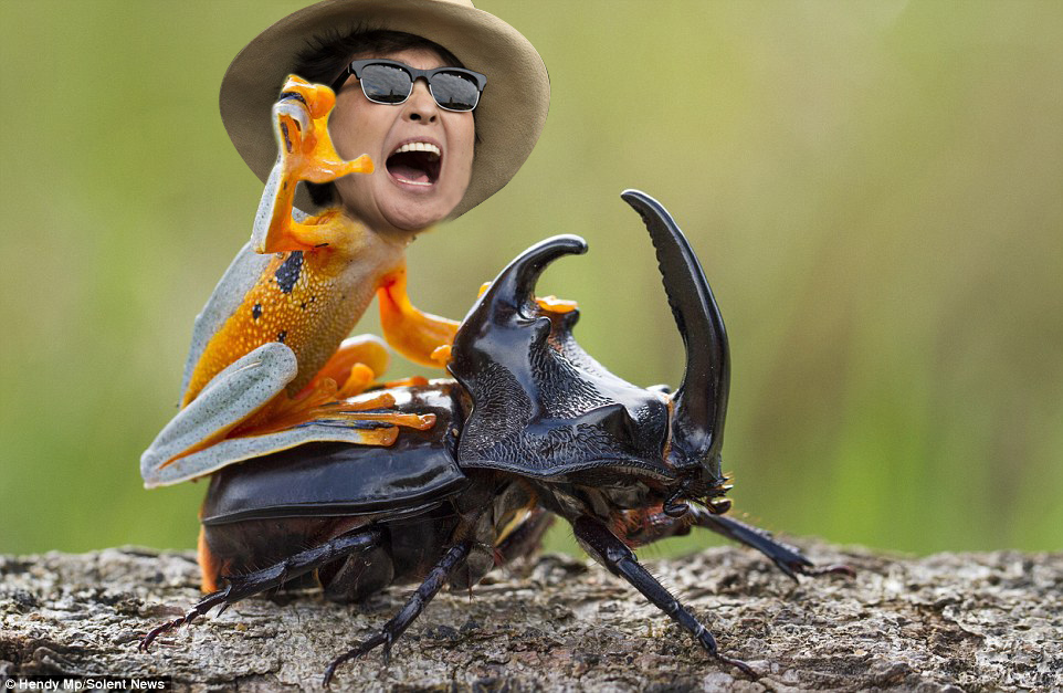 Epic Photoshop Battle of A Frog Riding A Beetle