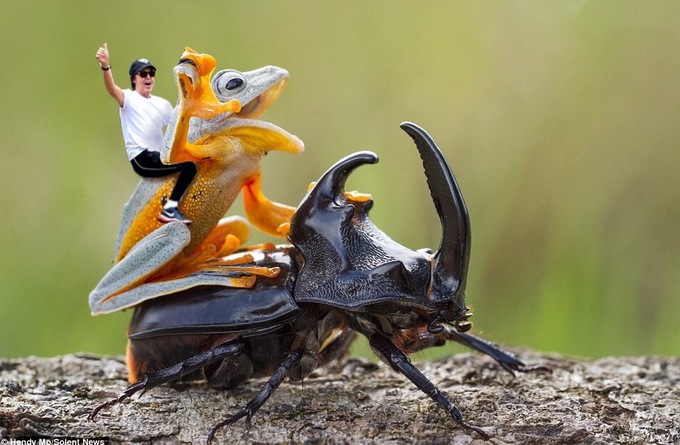 Epic Photoshop Battle of A Frog Riding A Beetle