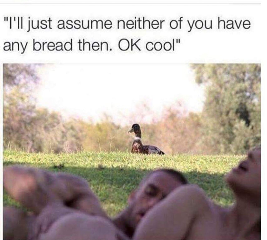 ducking meme - "I'll just assume neither of you have any bread then. Ok cool"