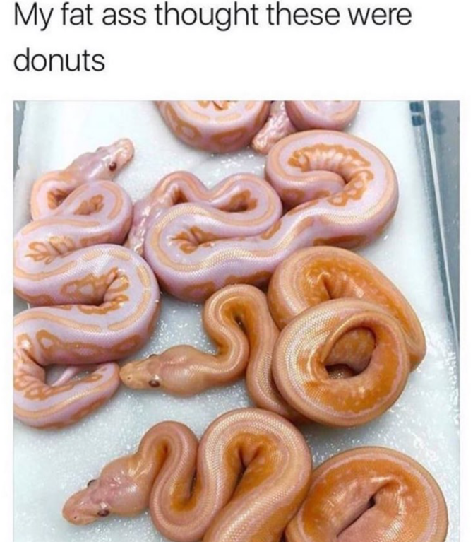 Snakes that seriously look like some tasty donuts.