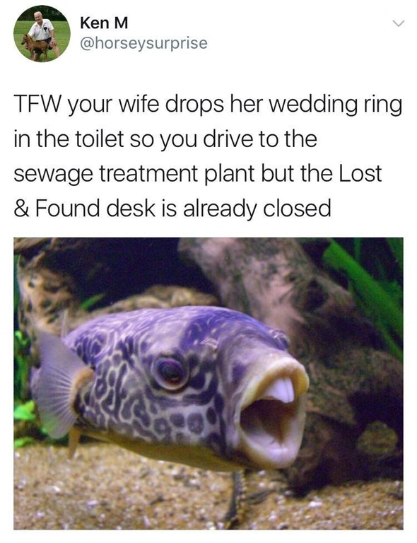caught me on a corn dog - Ken M Tfw your wife drops her wedding ring in the toilet so you drive to the sewage treatment plant but the Lost & Found desk is already closed