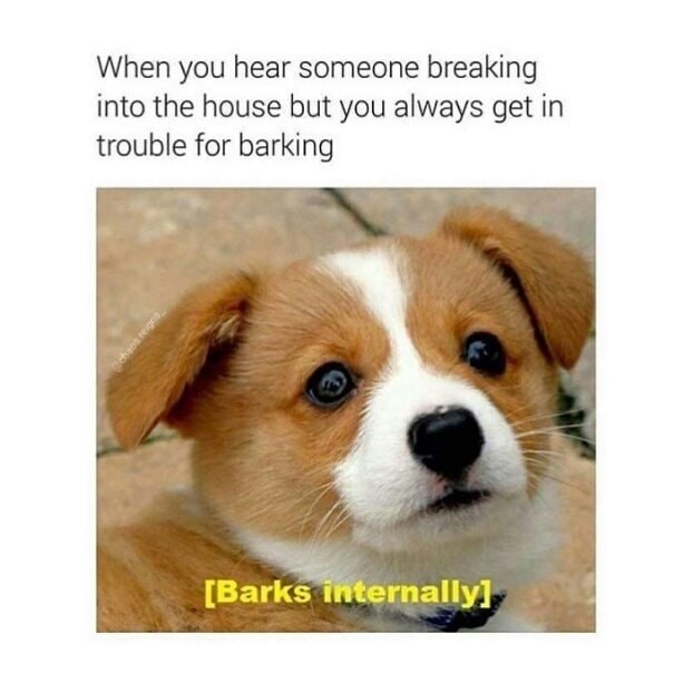 meme stream - barks internally - When you hear someone breaking into the house but you always get in trouble for barking Barks internally