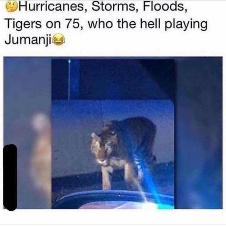 meme stream - tiger loose in georgia - Hurricanes, Storms, Floods, Tigers on 75, who the hell playing Jumanjia