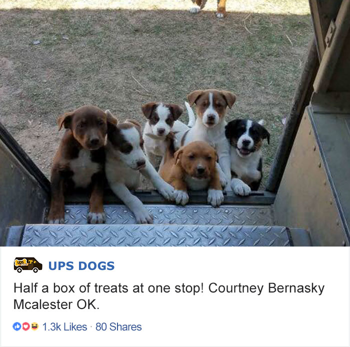 ups dogs instagram - Ups Dogs Half a box of treats at one stop! Courtney Bernasky Mcalester Ok. 00 80