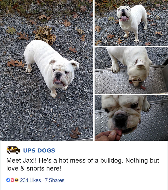 ups dogs facebook - 111 11 To Ups Dogs Meet Jax!! He's a hot mess of a bulldog. Nothing but love & snorts here! 00 234 7