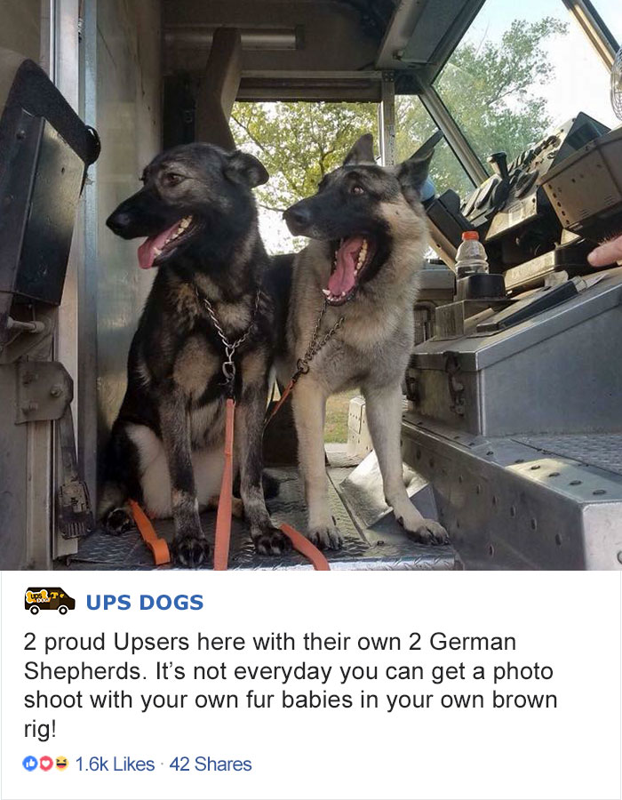 ups dogs - Dobre Ups Dogs 2 proud Upsers here with their own 2 German Shepherds. It's not everyday you can get a photo shoot with your own fur babies in your own brown rig! 00 42