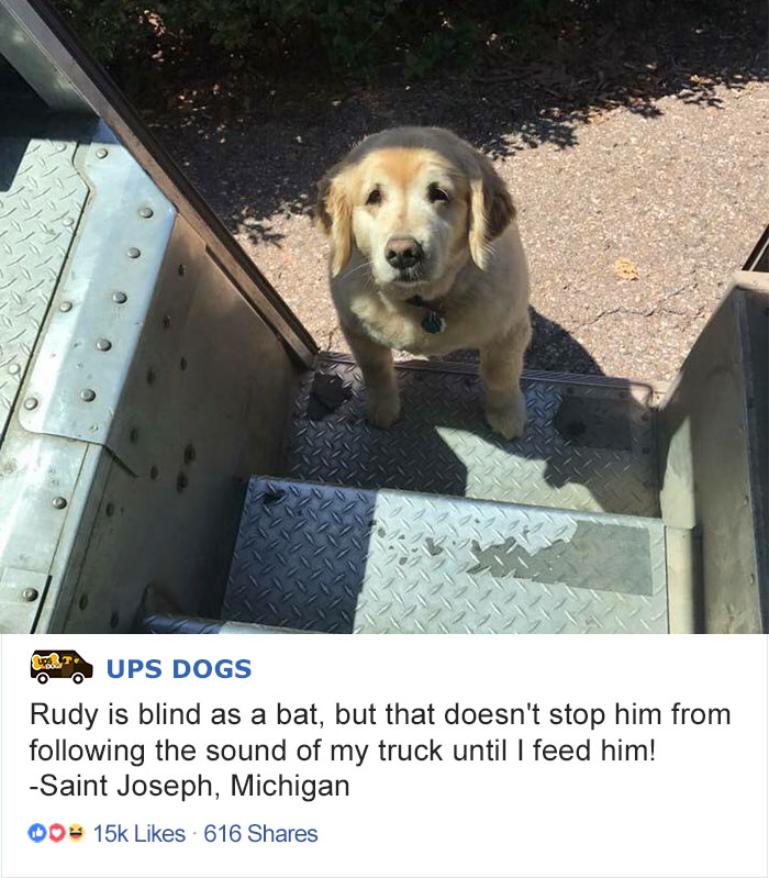 ups dogs - Toups Dogs Rudy is blind as a bat, but that doesn't stop him from ing the sound of my truck until I feed him! Saint Joseph, Michigan 00 15k . 616