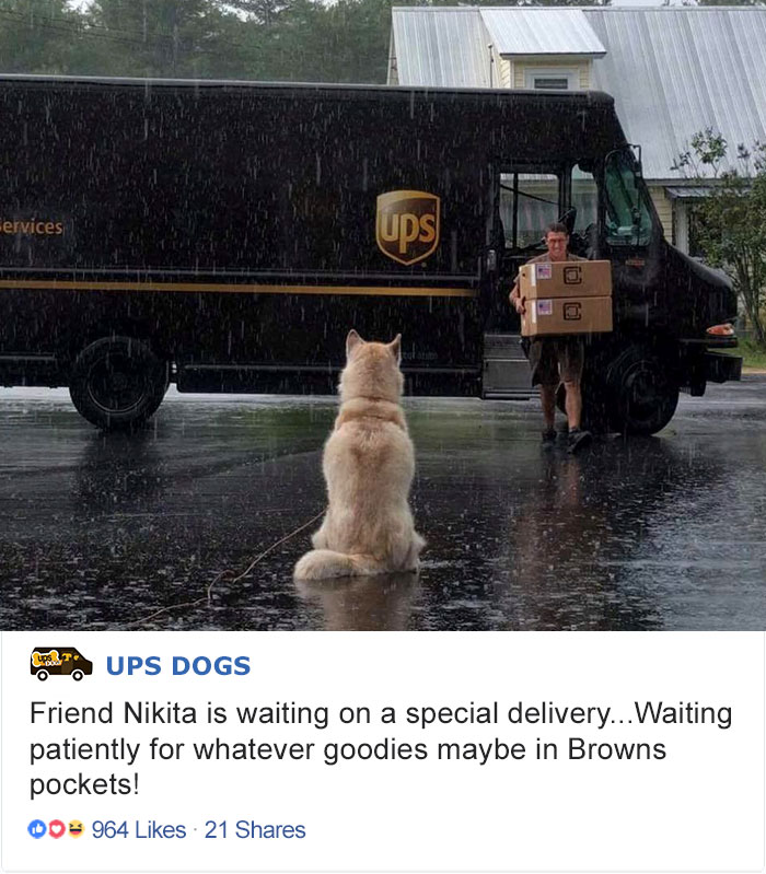 ups funny - ervices Ups 27 Ups Dogs Friend Nikita is waiting on a special delivery... Waiting patiently for whatever goodies maybe in Browns pockets! 00 964 21