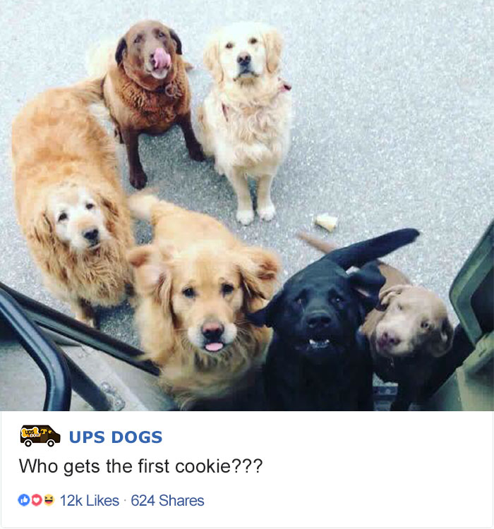 ups dogs facebook - De Ups Dogs Who gets the first cookie??? 00 12k 624